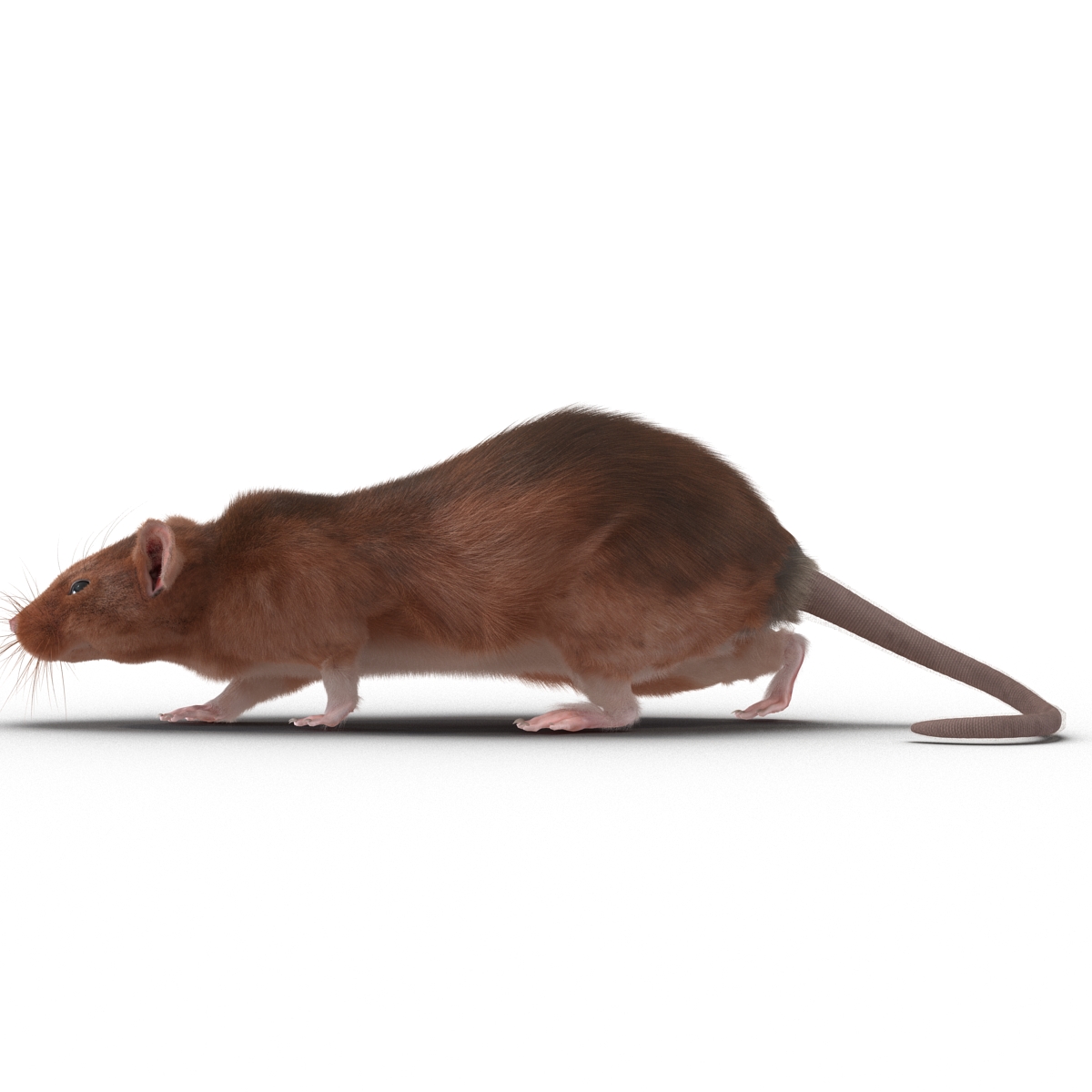 Rat 2 Pose 3 3D