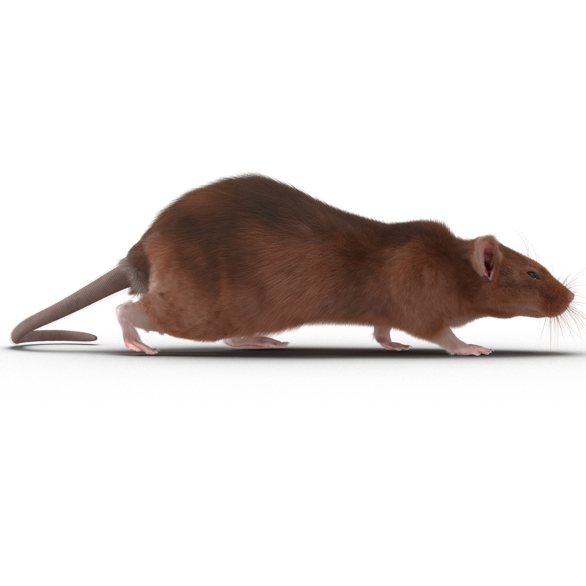 Rat 2 Pose 3 3D