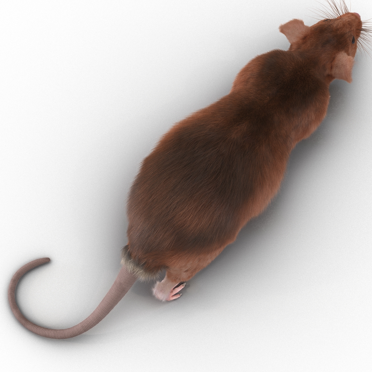 Rat 2 Pose 3 3D