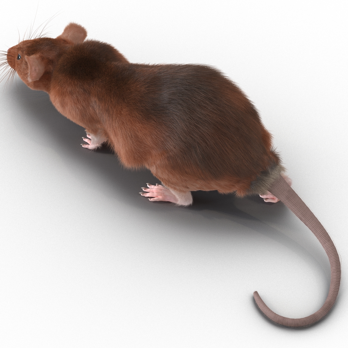 Rat 2 Pose 3 3D