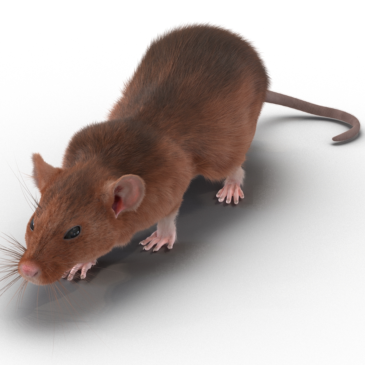 Rat 2 Pose 3 3D