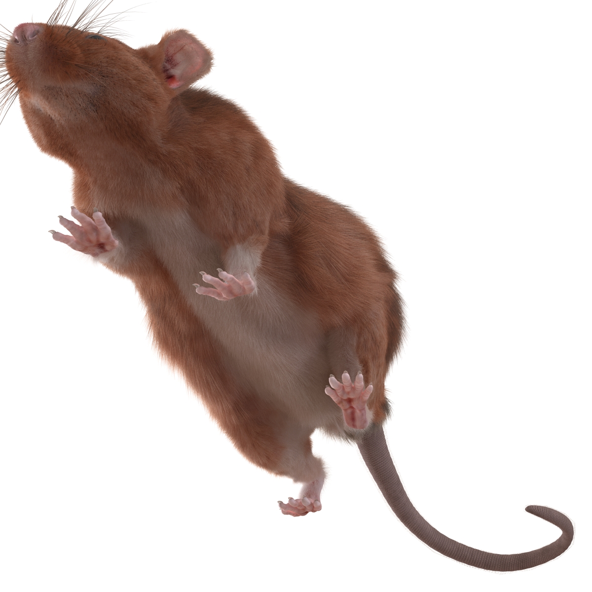 Rat 2 Pose 3 3D