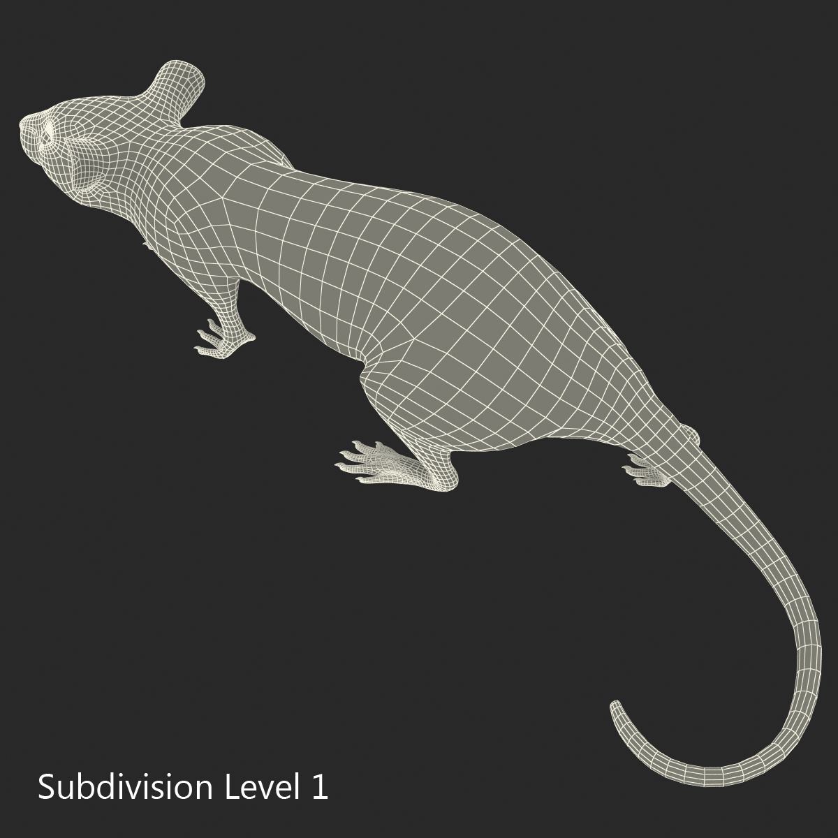 Rat 2 Pose 3 3D