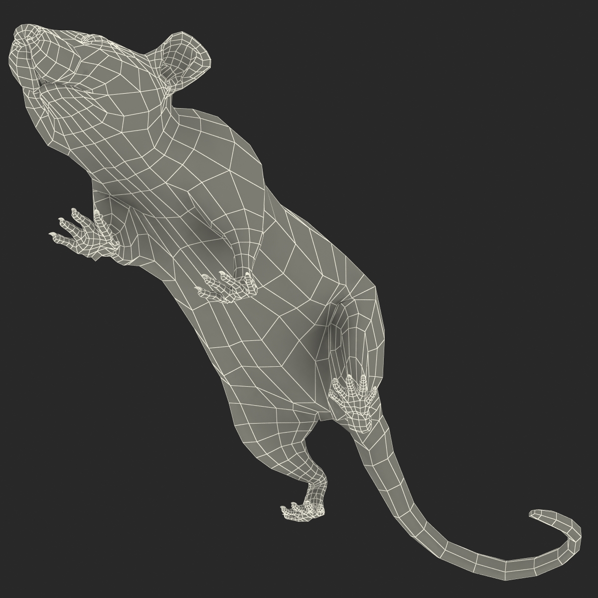 Rat 2 Pose 3 3D