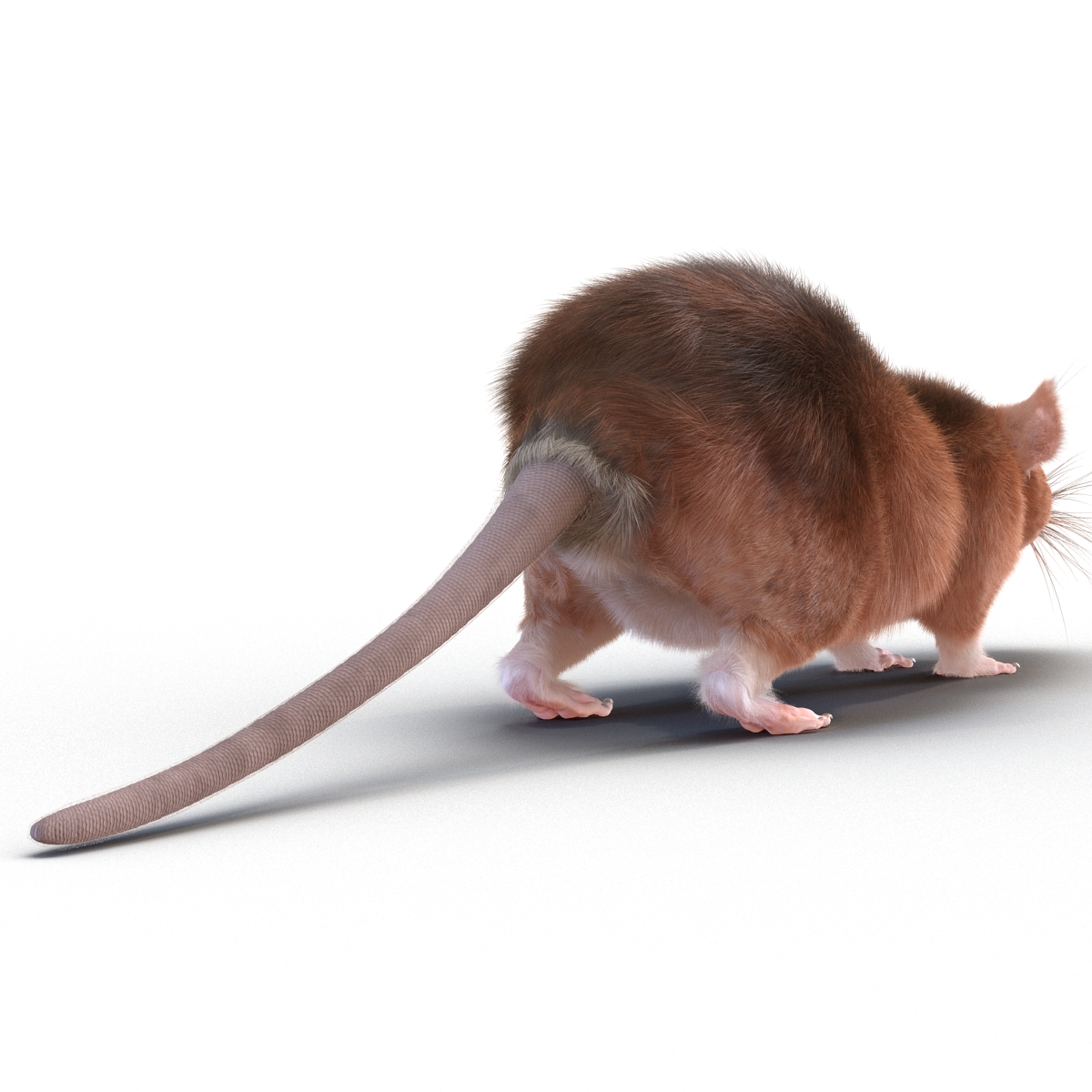 Rat 2 Rigged 3D