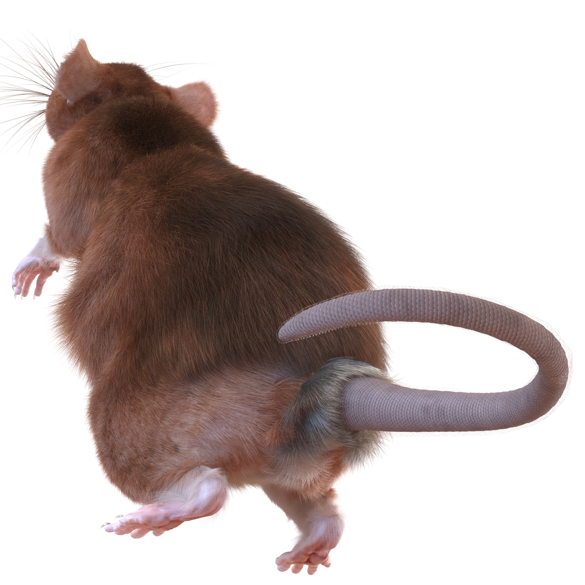 Rat 2 Rigged 3D