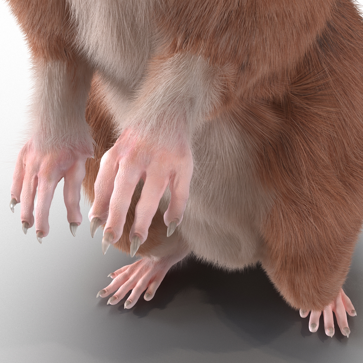 Rat 2 Rigged 3D