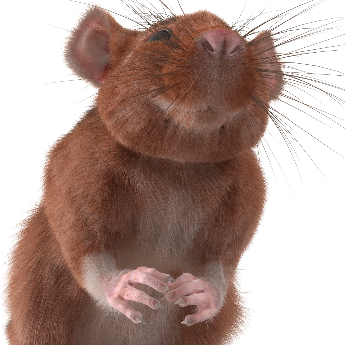 Rat 2 Rigged 3D