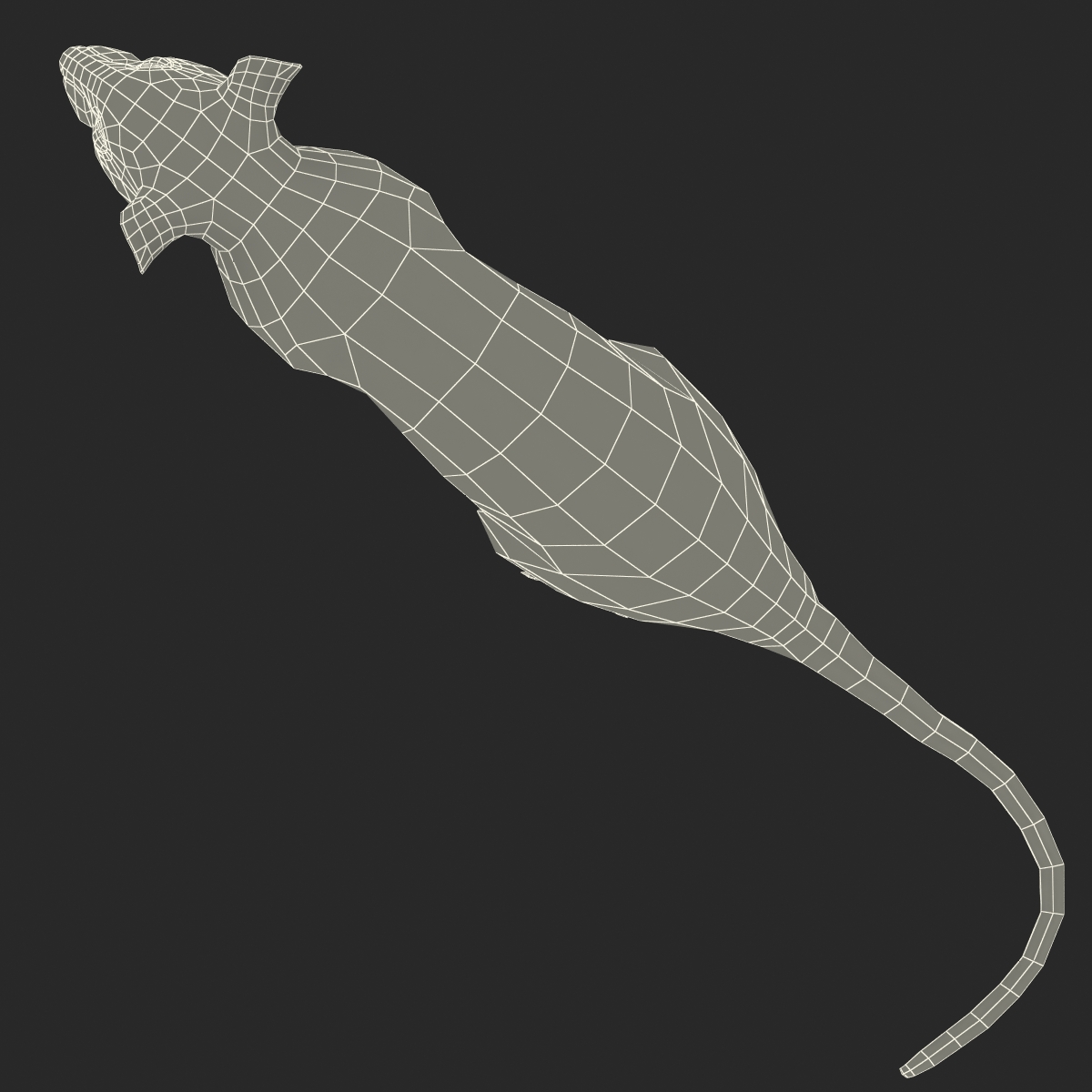 Rat 2 Rigged 3D