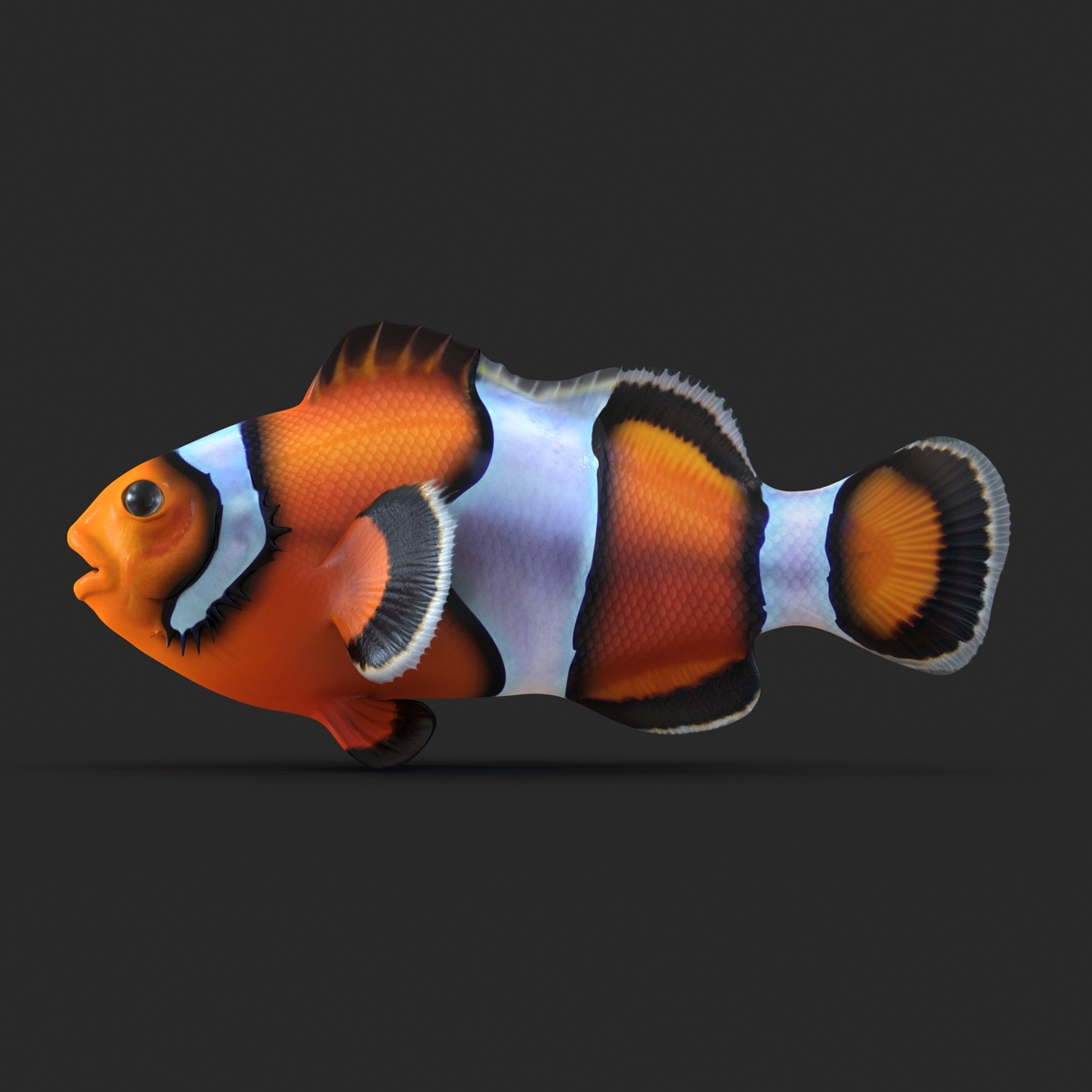 Clownfish 3D model