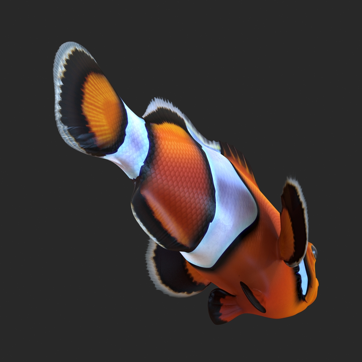 Clownfish 3D model