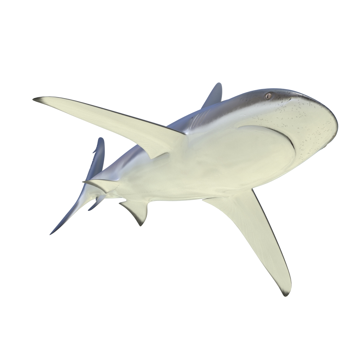 3D Dusky Shark Rigged model