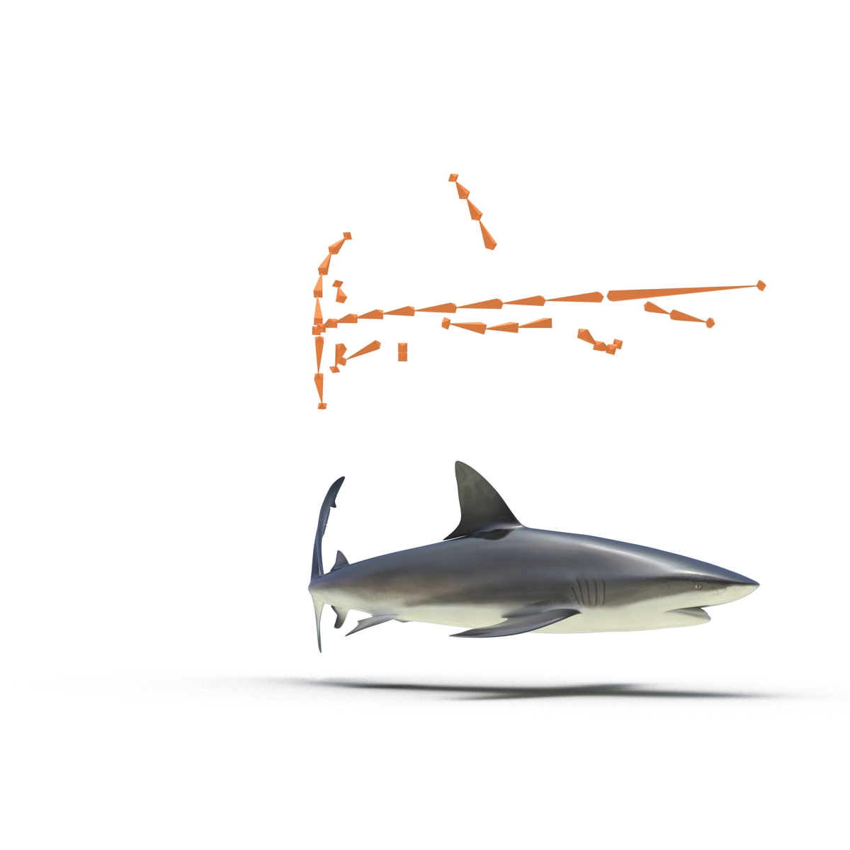 3D Dusky Shark Rigged model