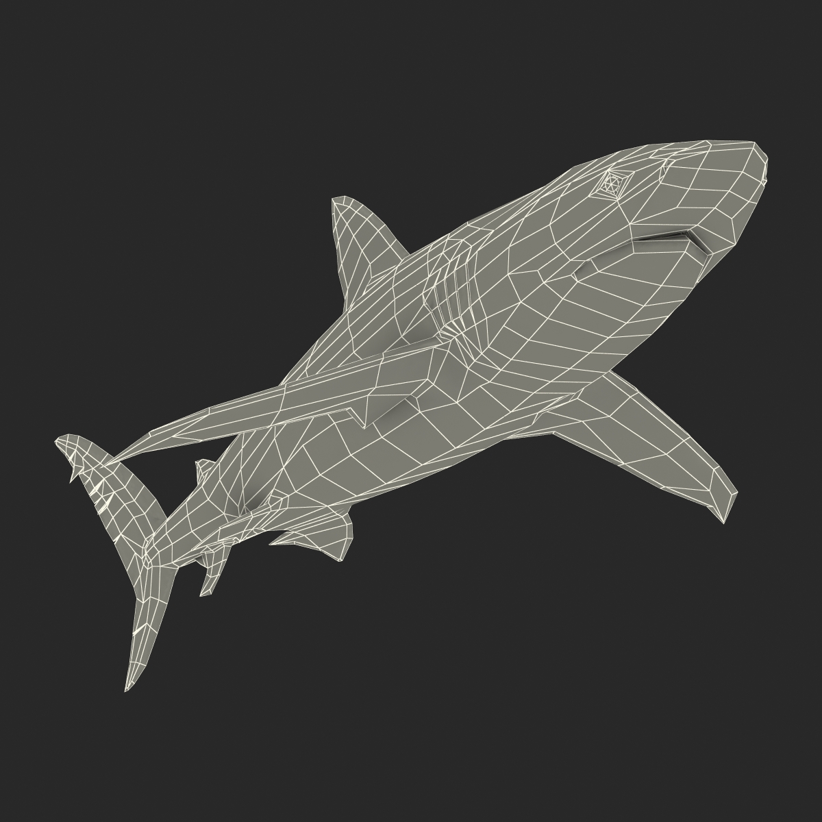 3D Dusky Shark Rigged model