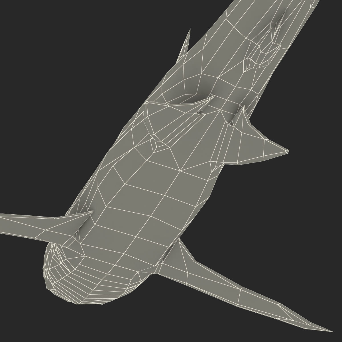 3D Dusky Shark Rigged model