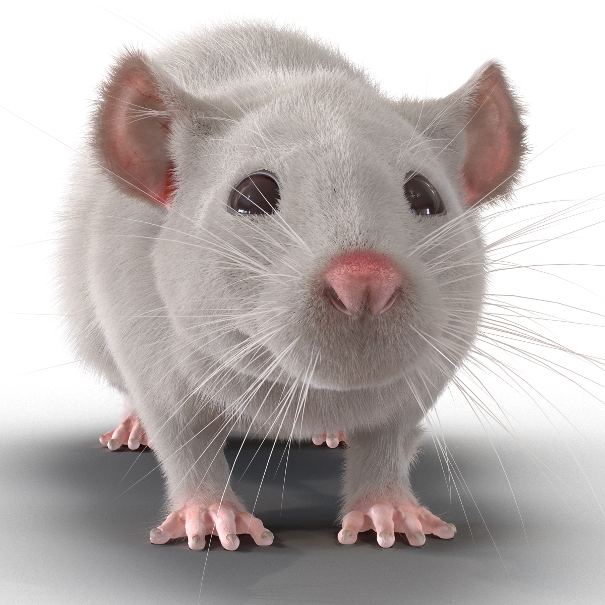 3D White Rat Rigged