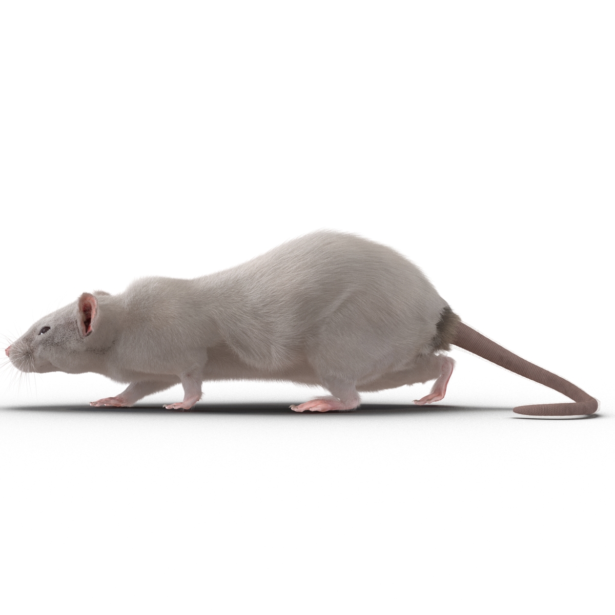 3D White Rat Rigged