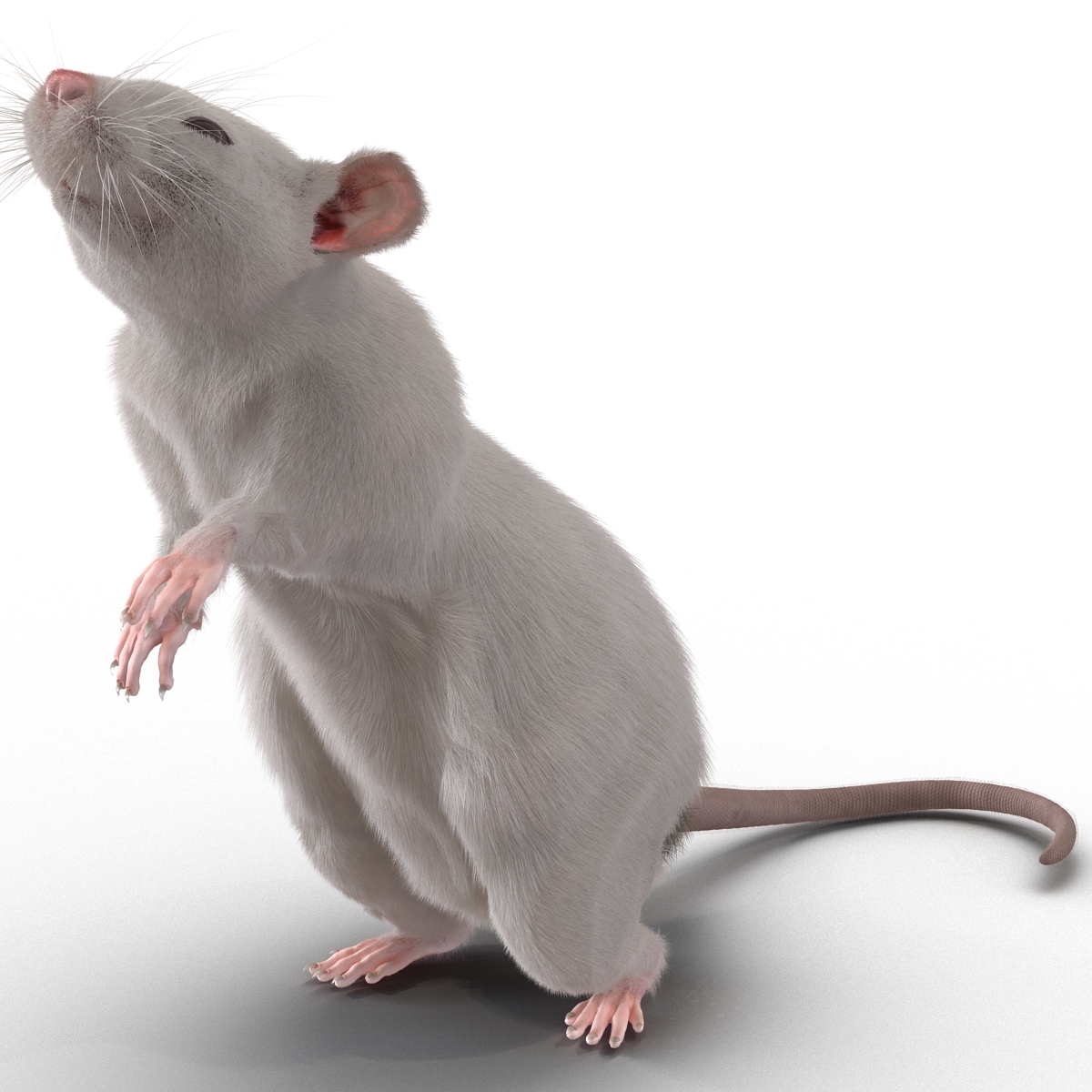 3D White Rat Rigged