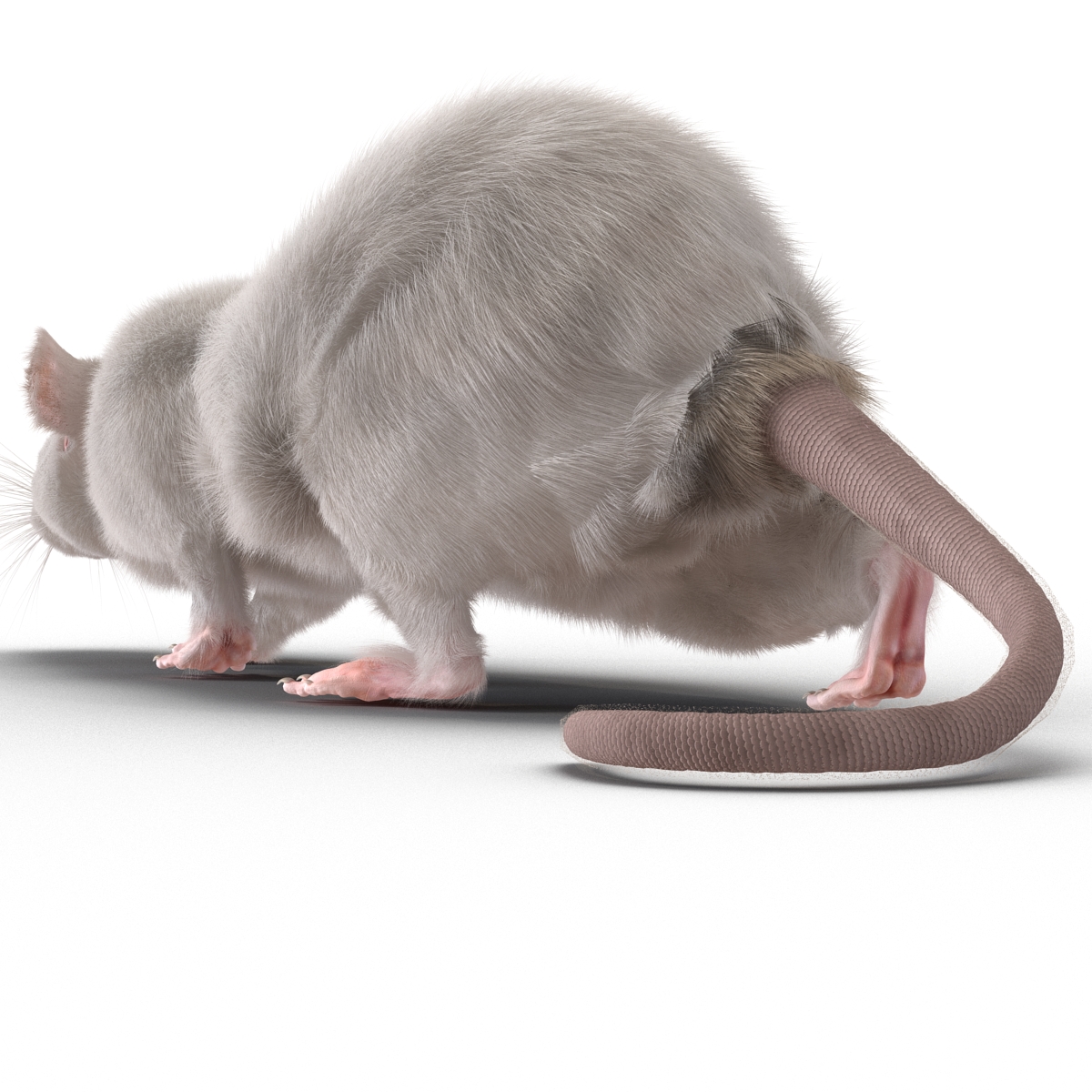 3D White Rat Rigged