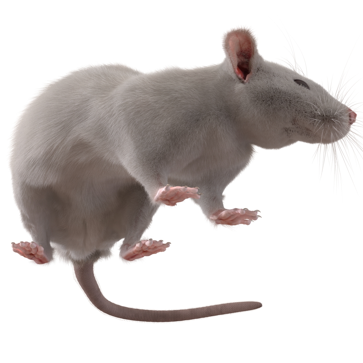 3D White Rat Rigged