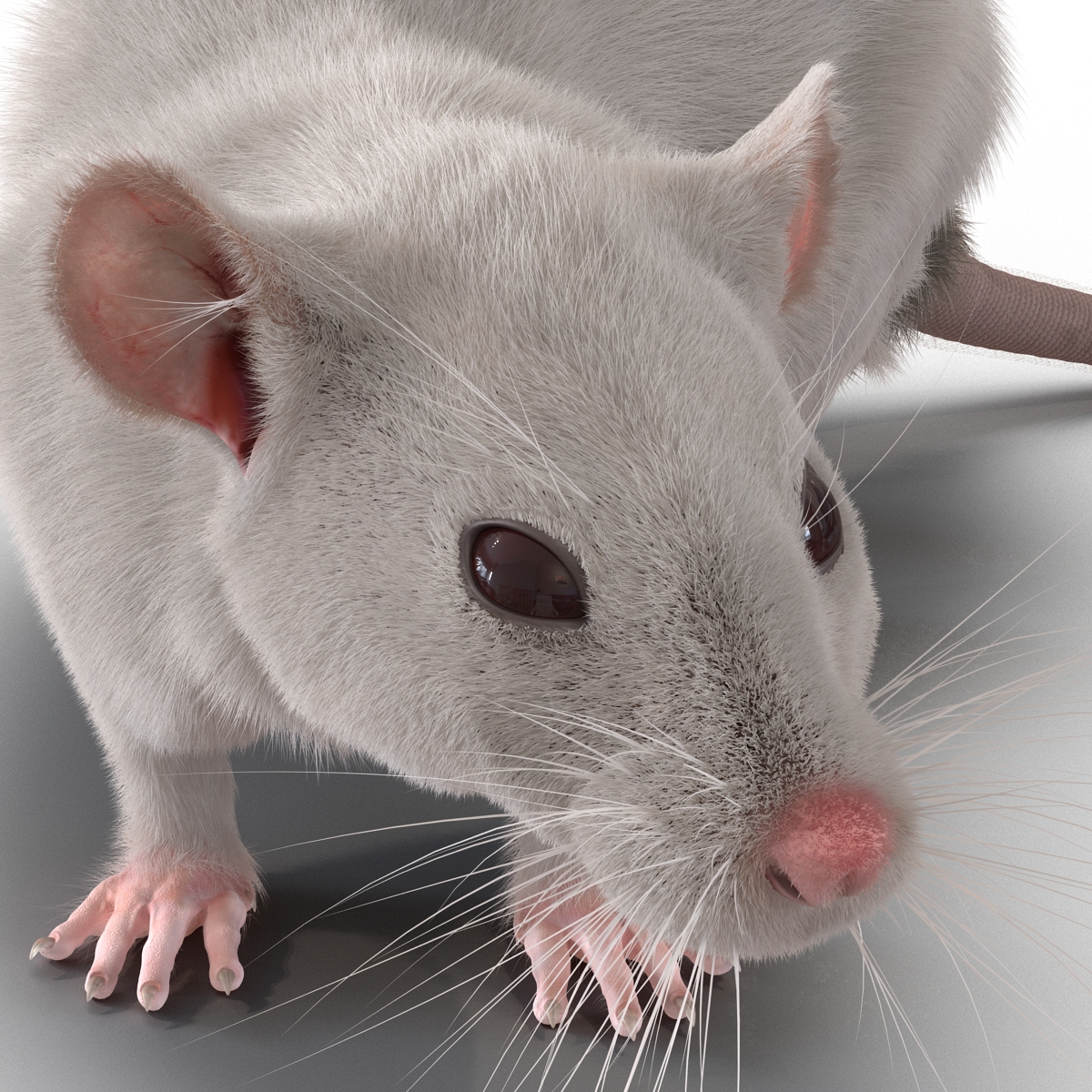 3D White Rat Rigged