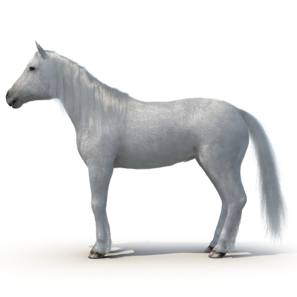 White Horse with Fur 2 3D