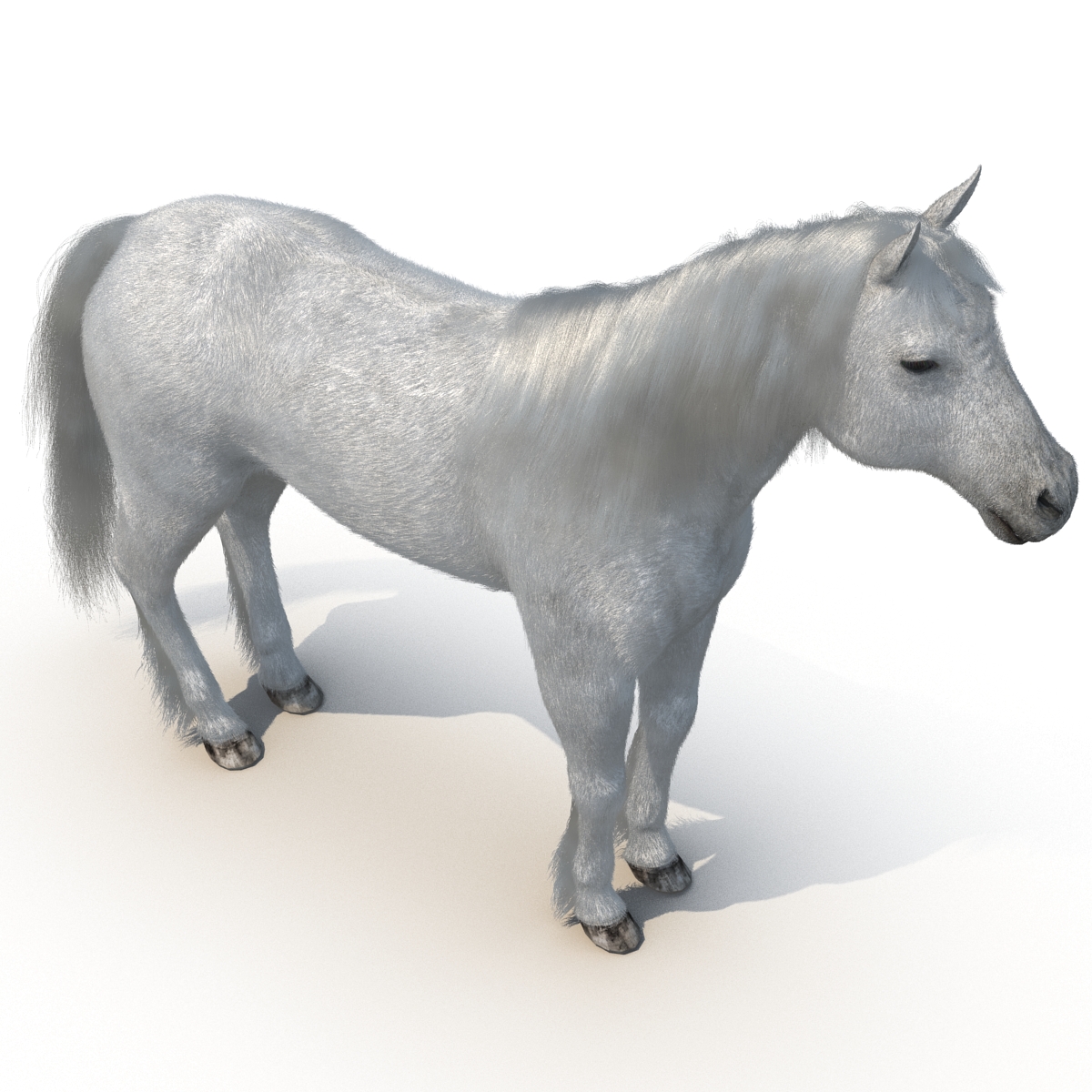 White Horse with Fur 2 3D