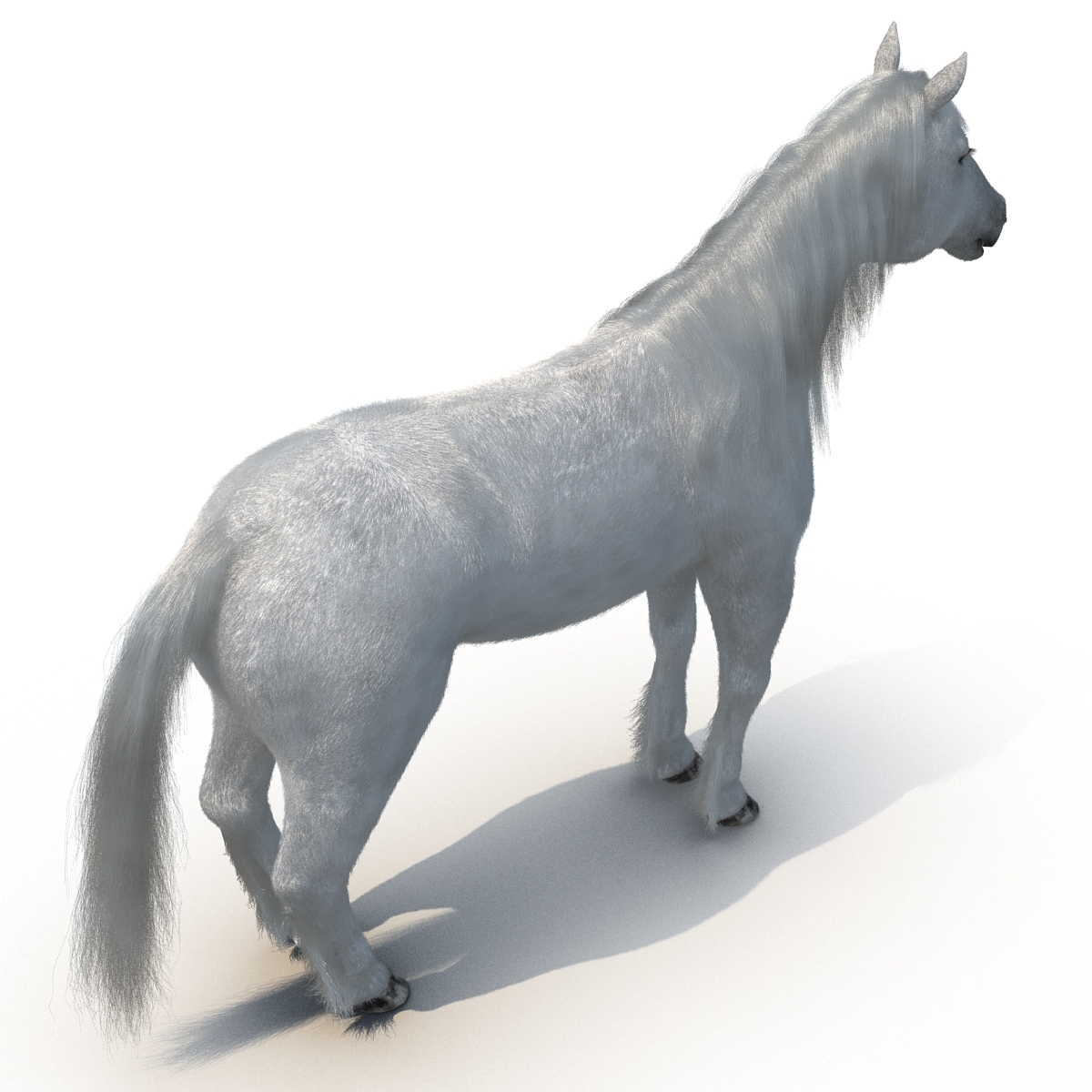 White Horse with Fur 2 3D