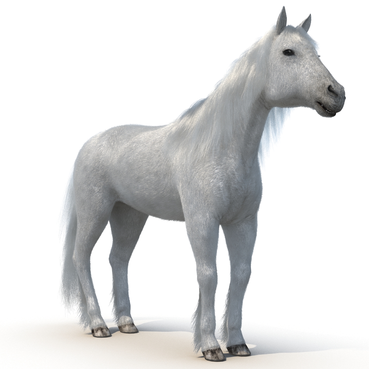 White Horse with Fur 2 3D