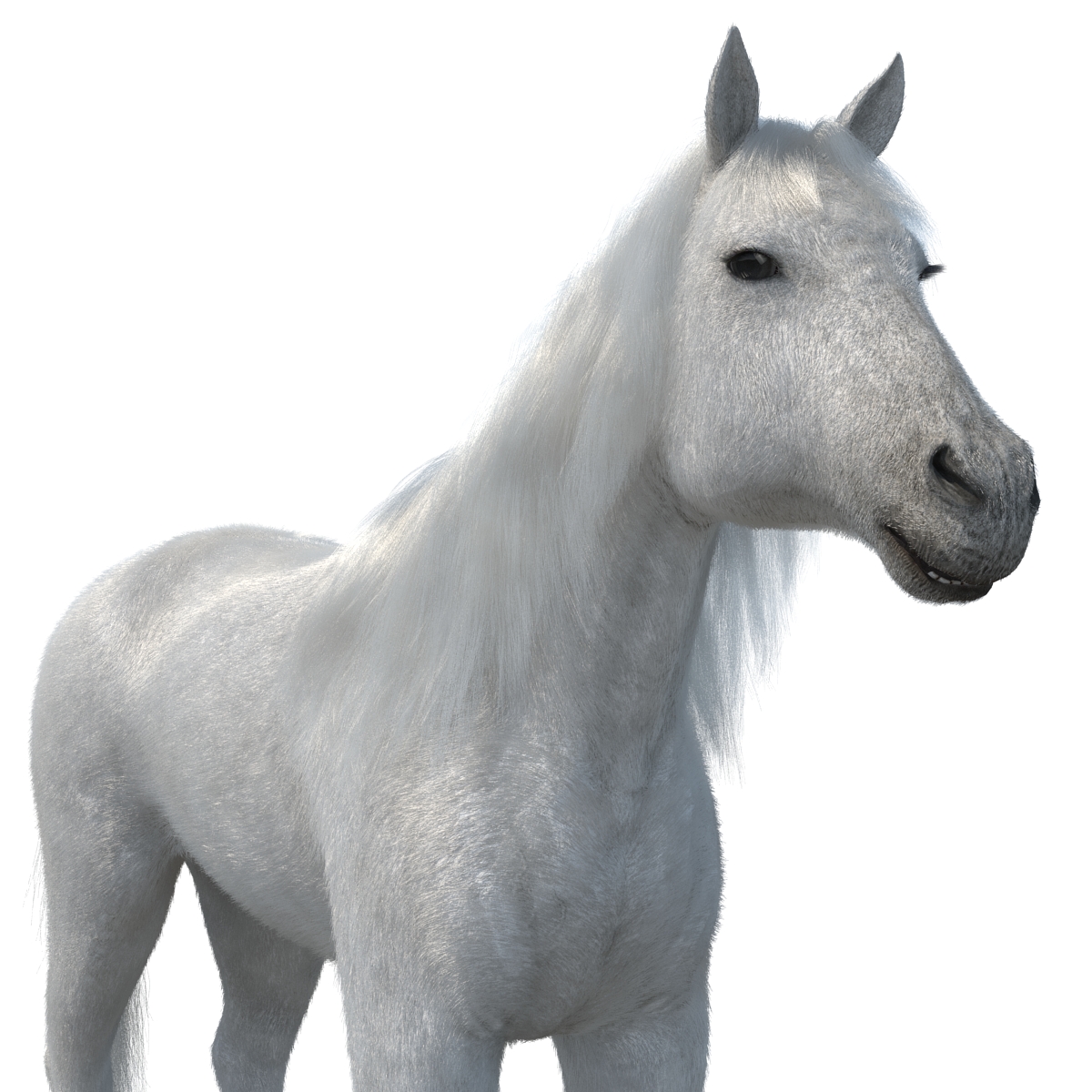 White Horse with Fur 2 3D