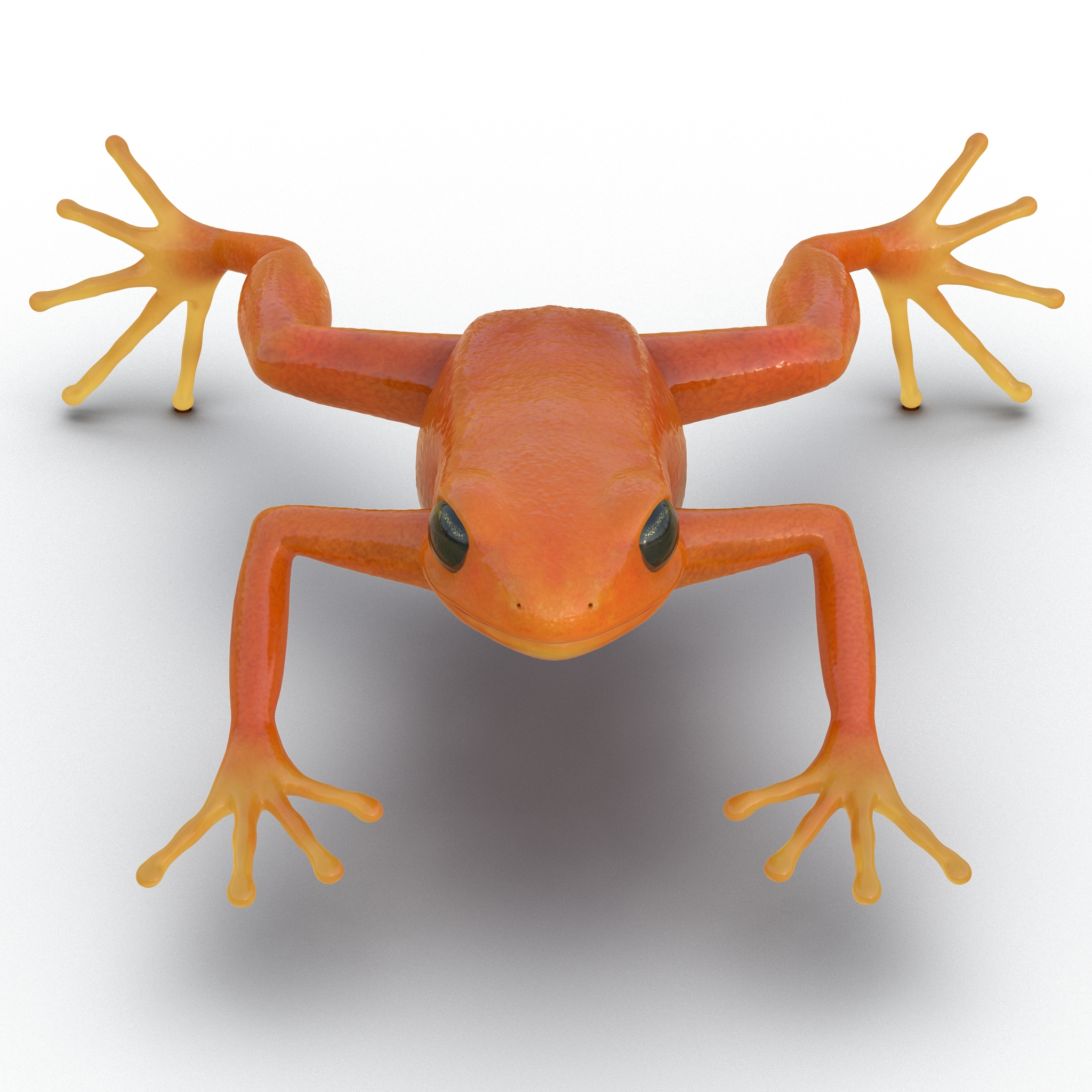 3D Mantella Frog model