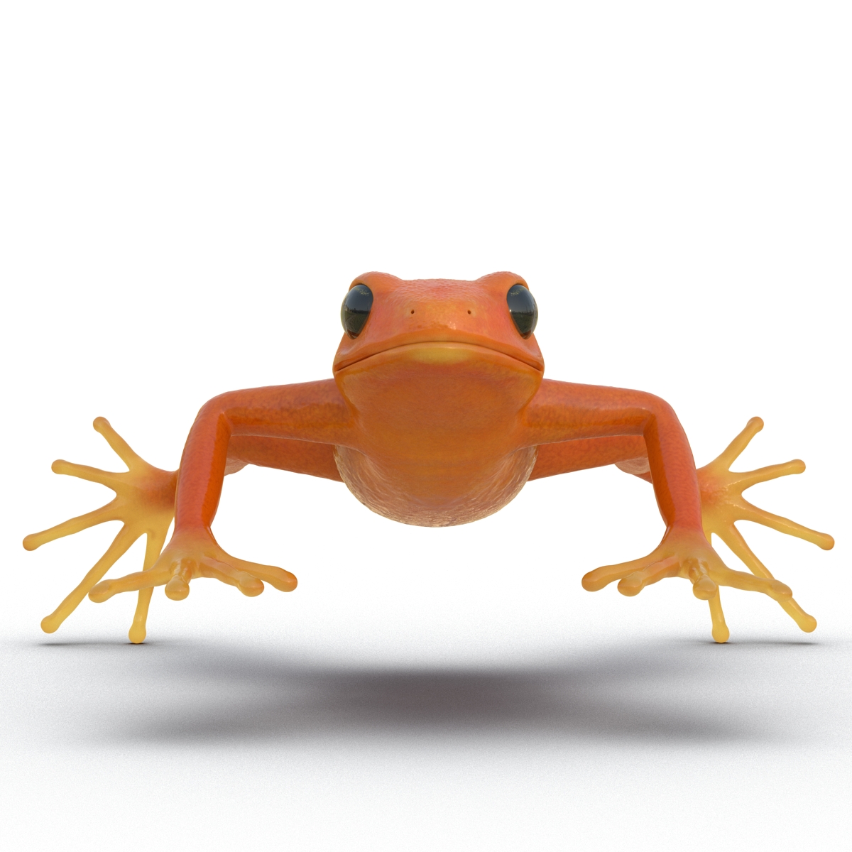 3D Mantella Frog model