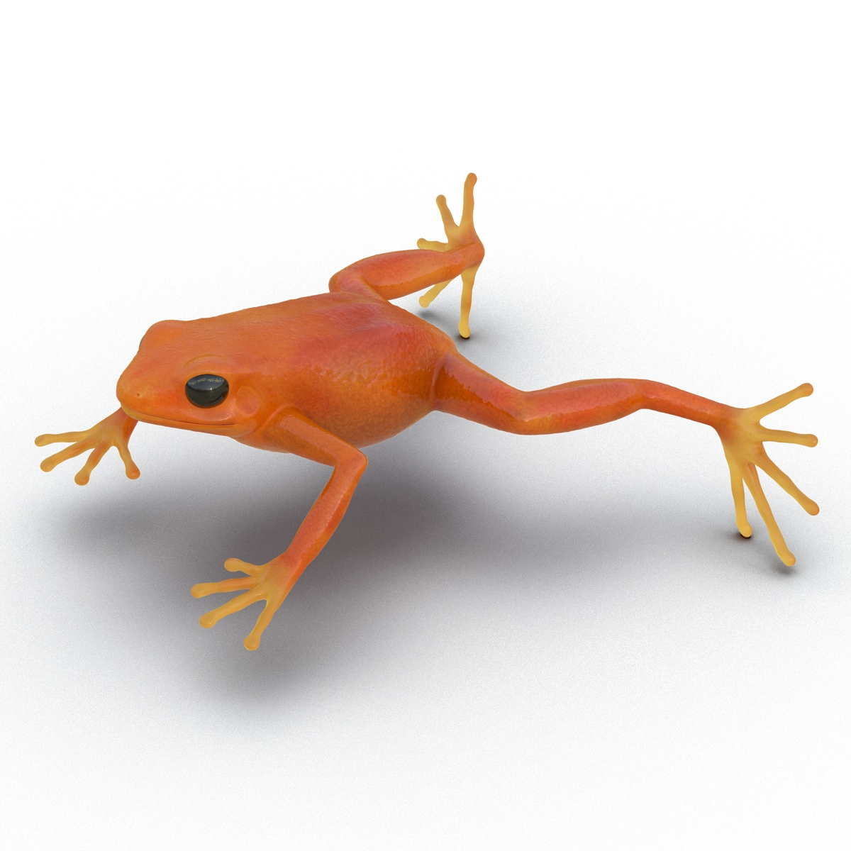 3D Mantella Frog model