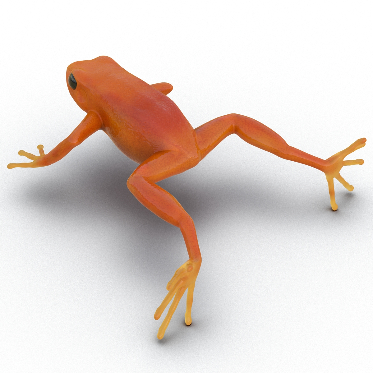 3D Mantella Frog model