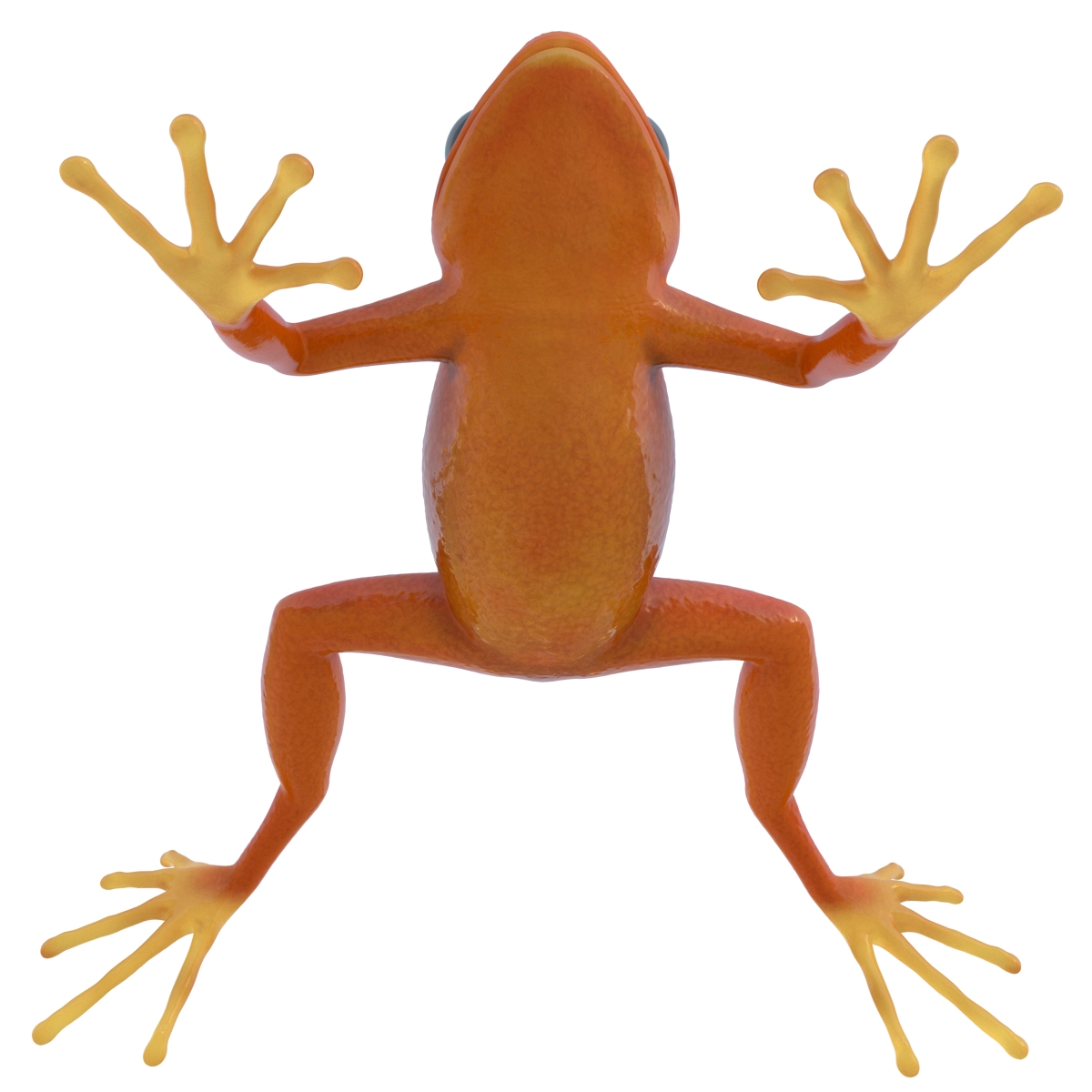 3D Mantella Frog model