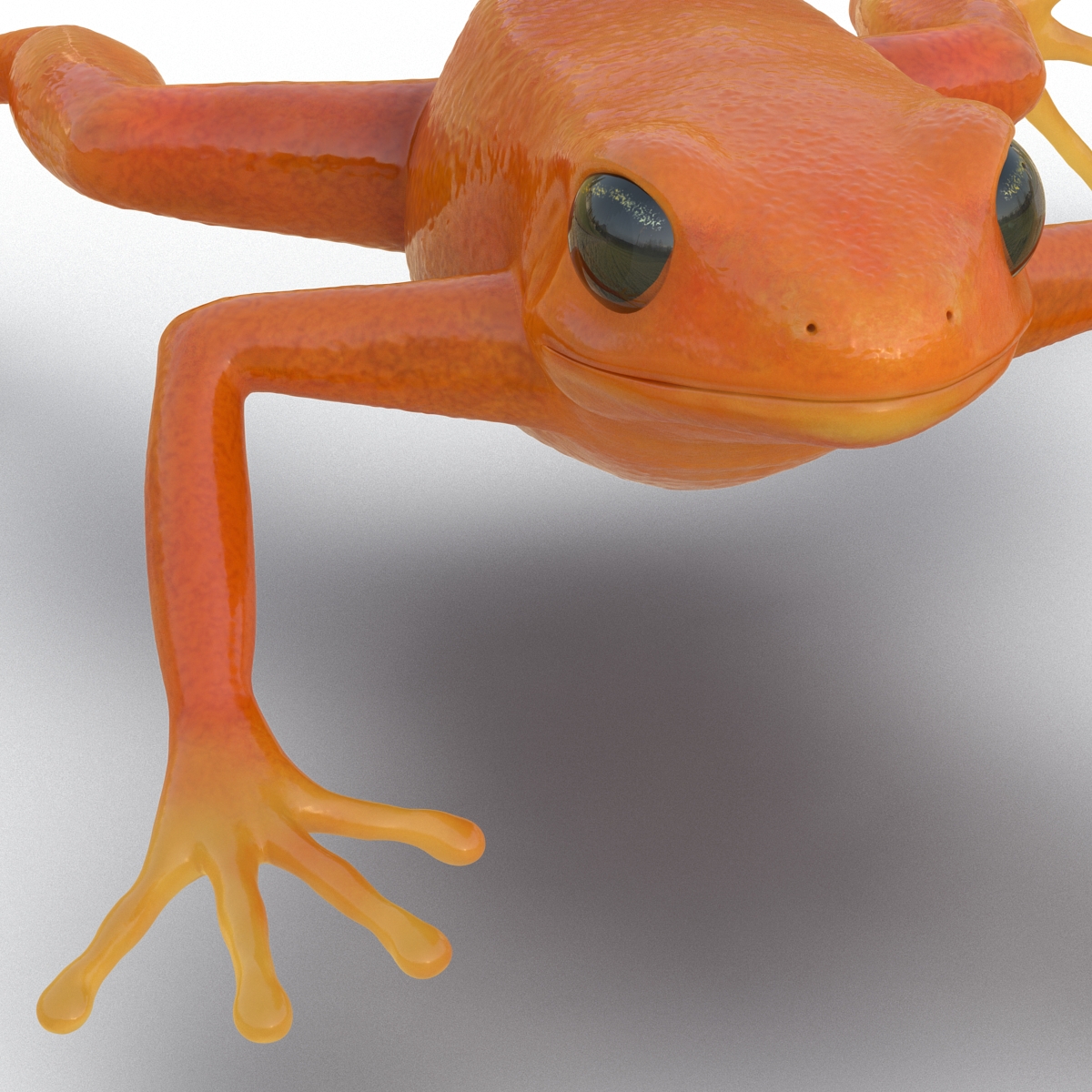 3D Mantella Frog model