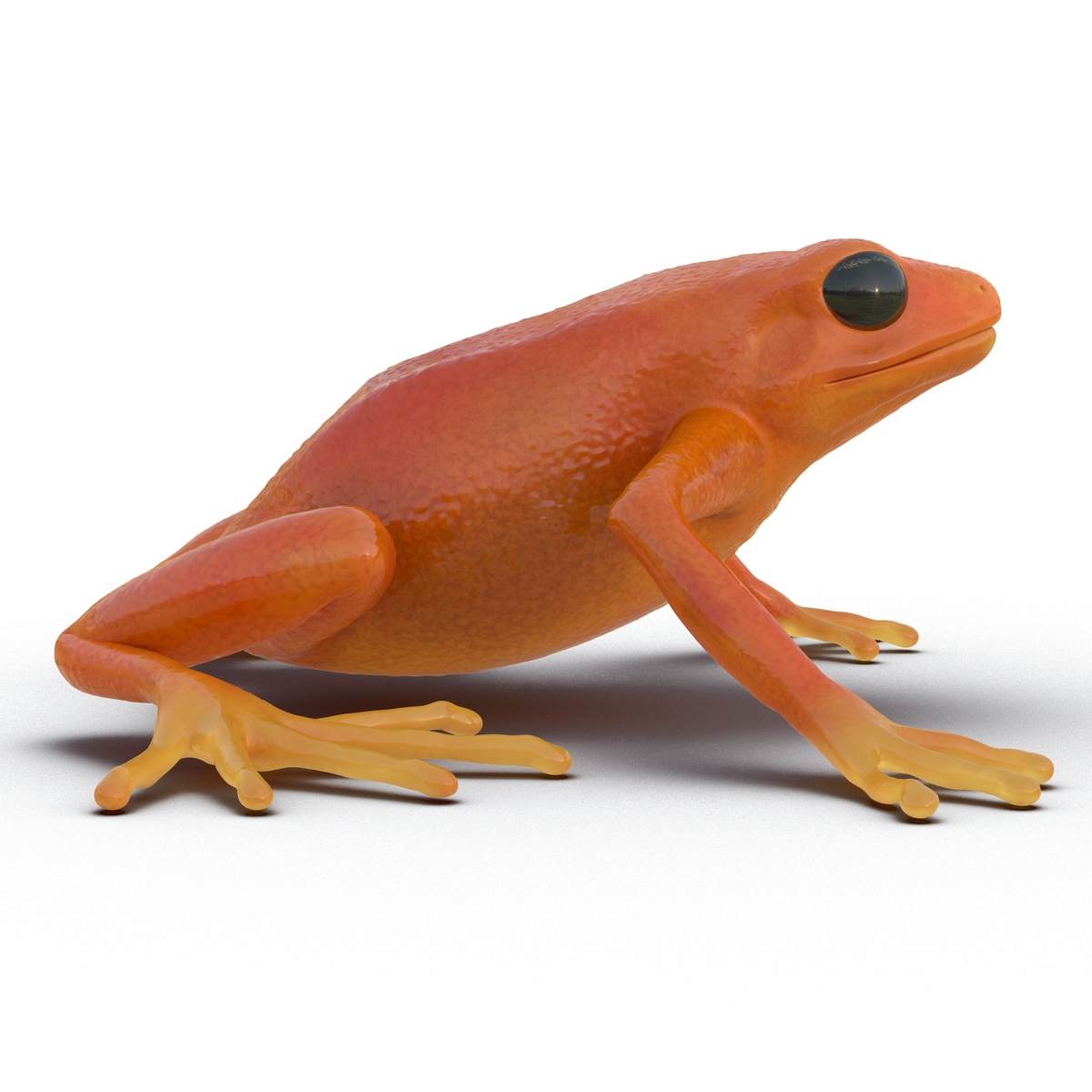 3D model Mantella Frog Pose 2