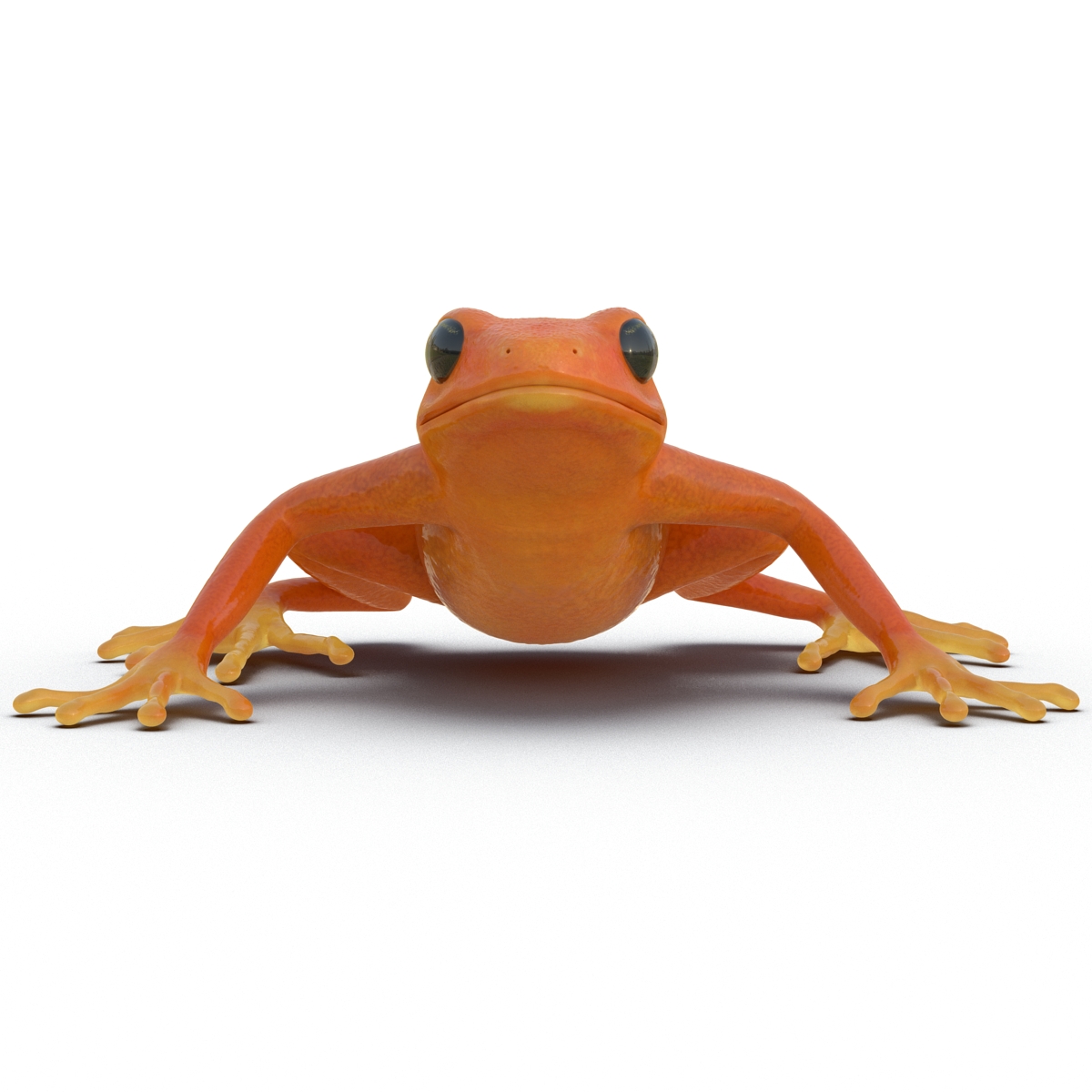 3D model Mantella Frog Pose 2