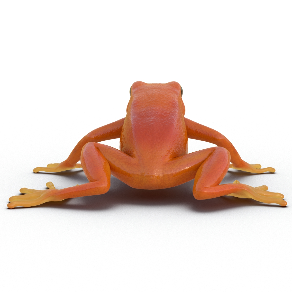 3D model Mantella Frog Pose 2