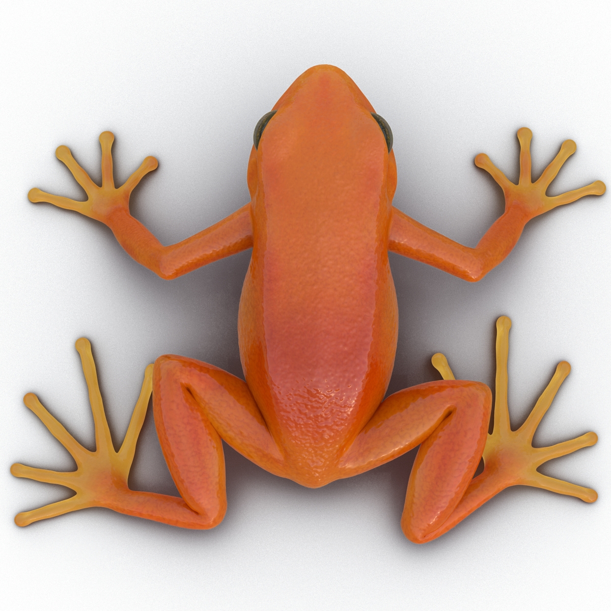 3D model Mantella Frog Pose 2