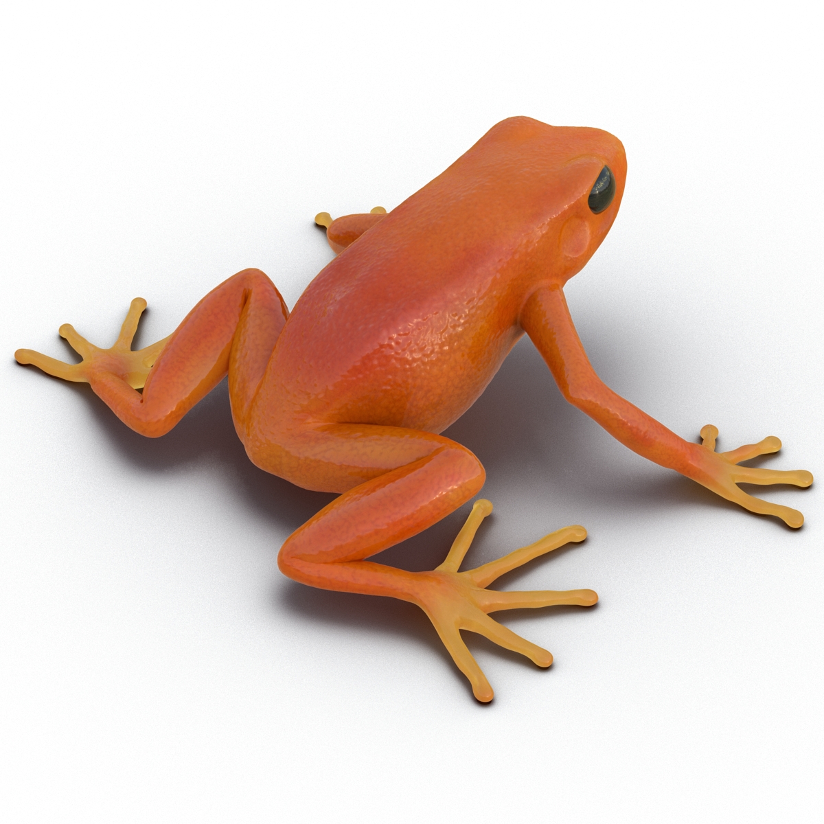 3D model Mantella Frog Pose 2