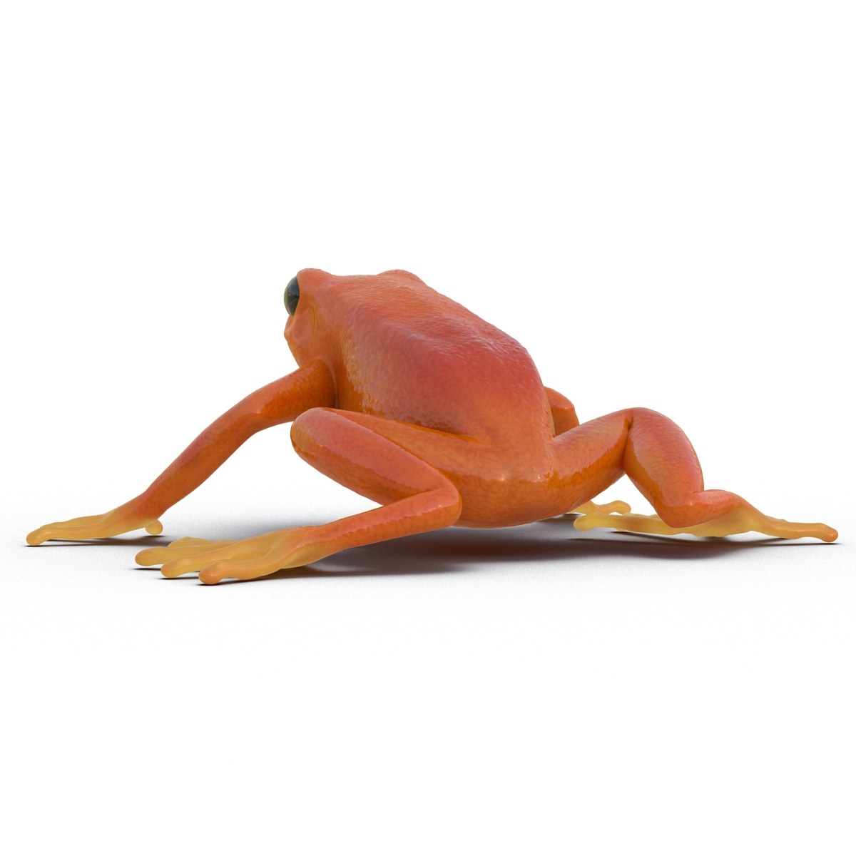 3D model Mantella Frog Pose 2