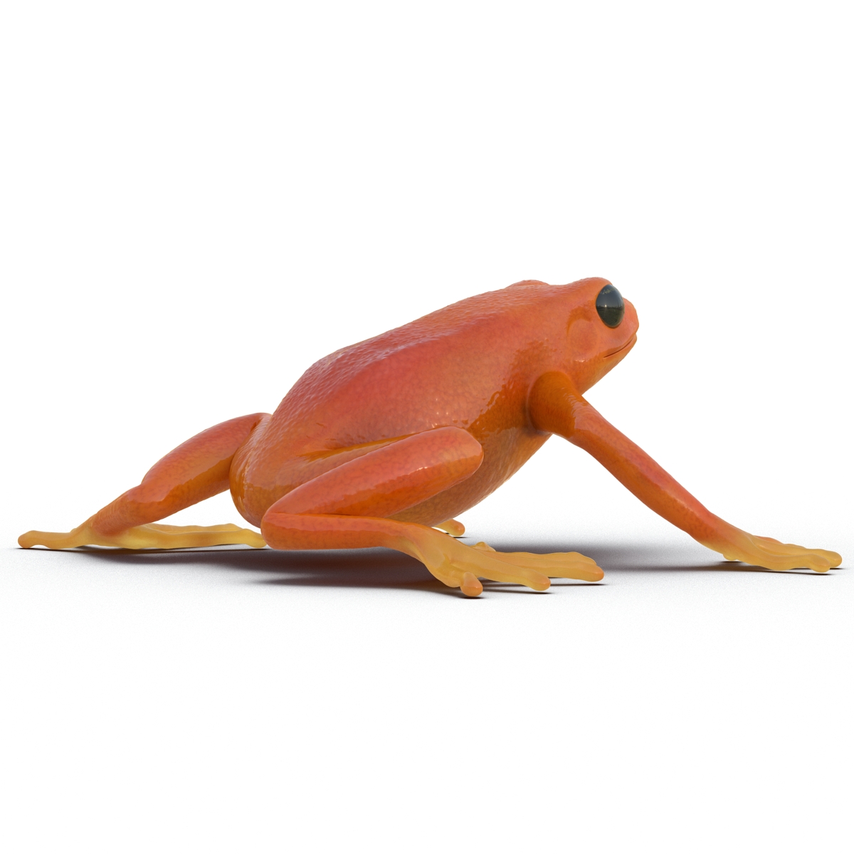 3D model Mantella Frog Pose 2