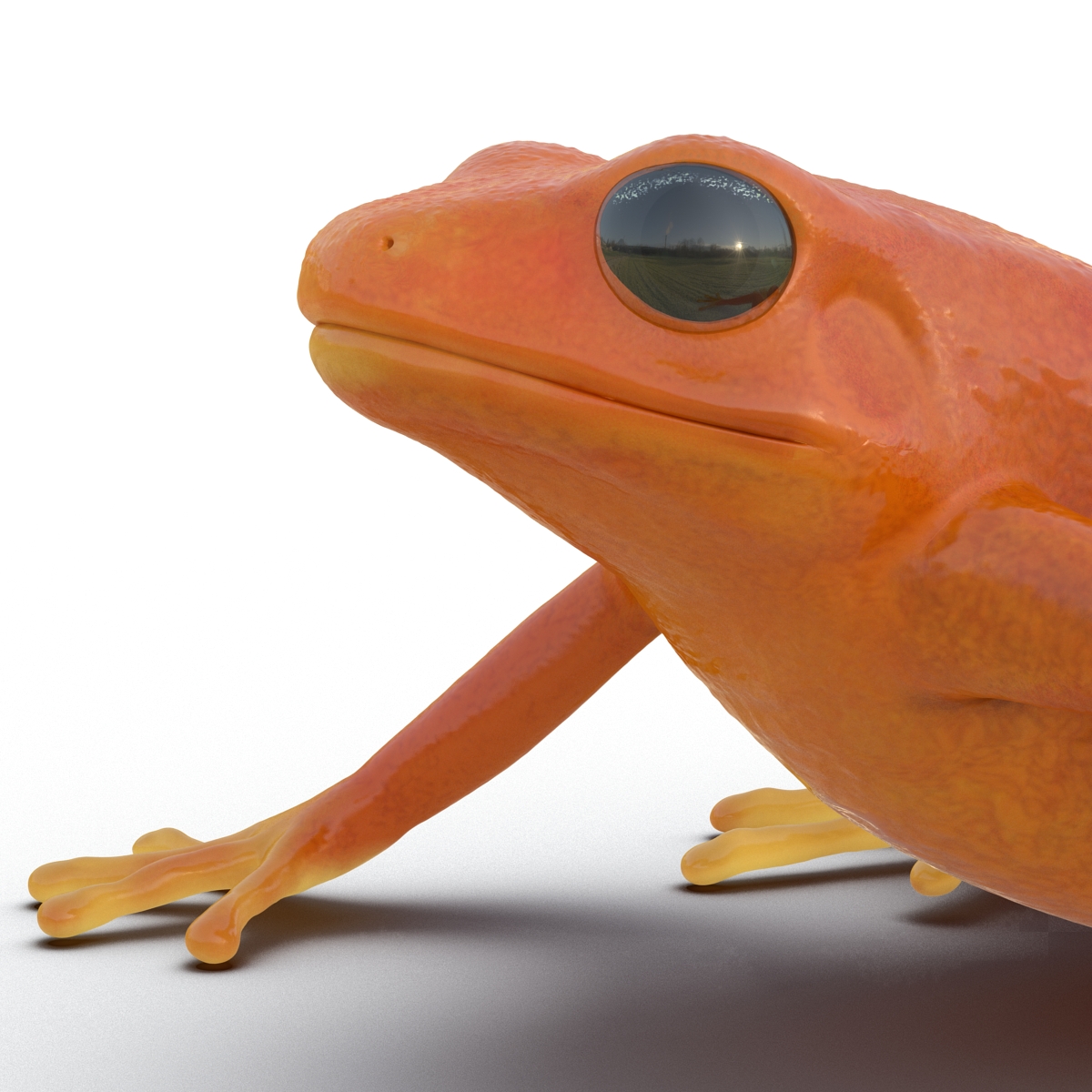 3D model Mantella Frog Pose 2