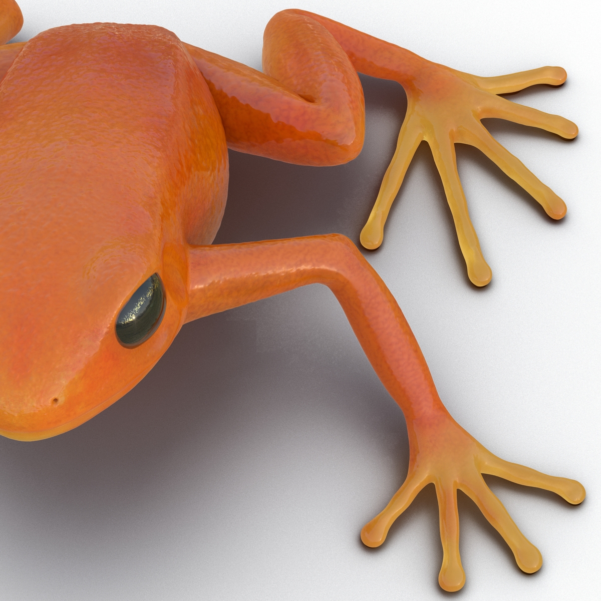 3D model Mantella Frog Pose 2