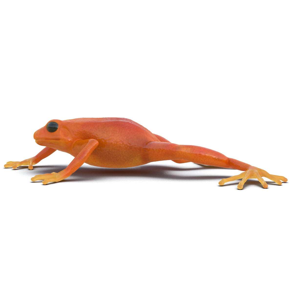 3D model Mantella Frog Pose 3