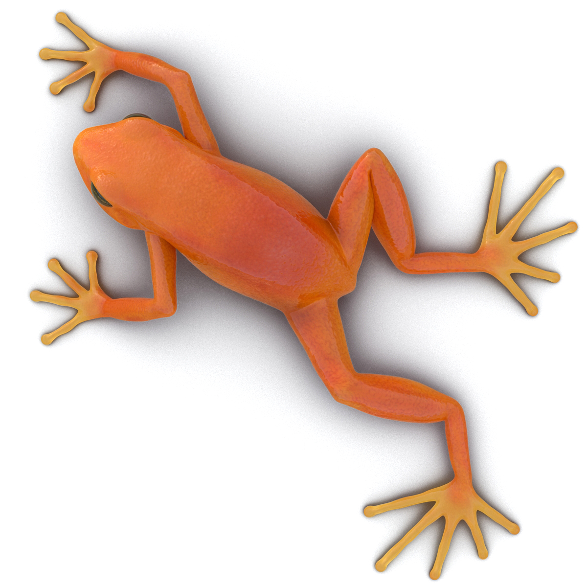 3D model Mantella Frog Pose 3