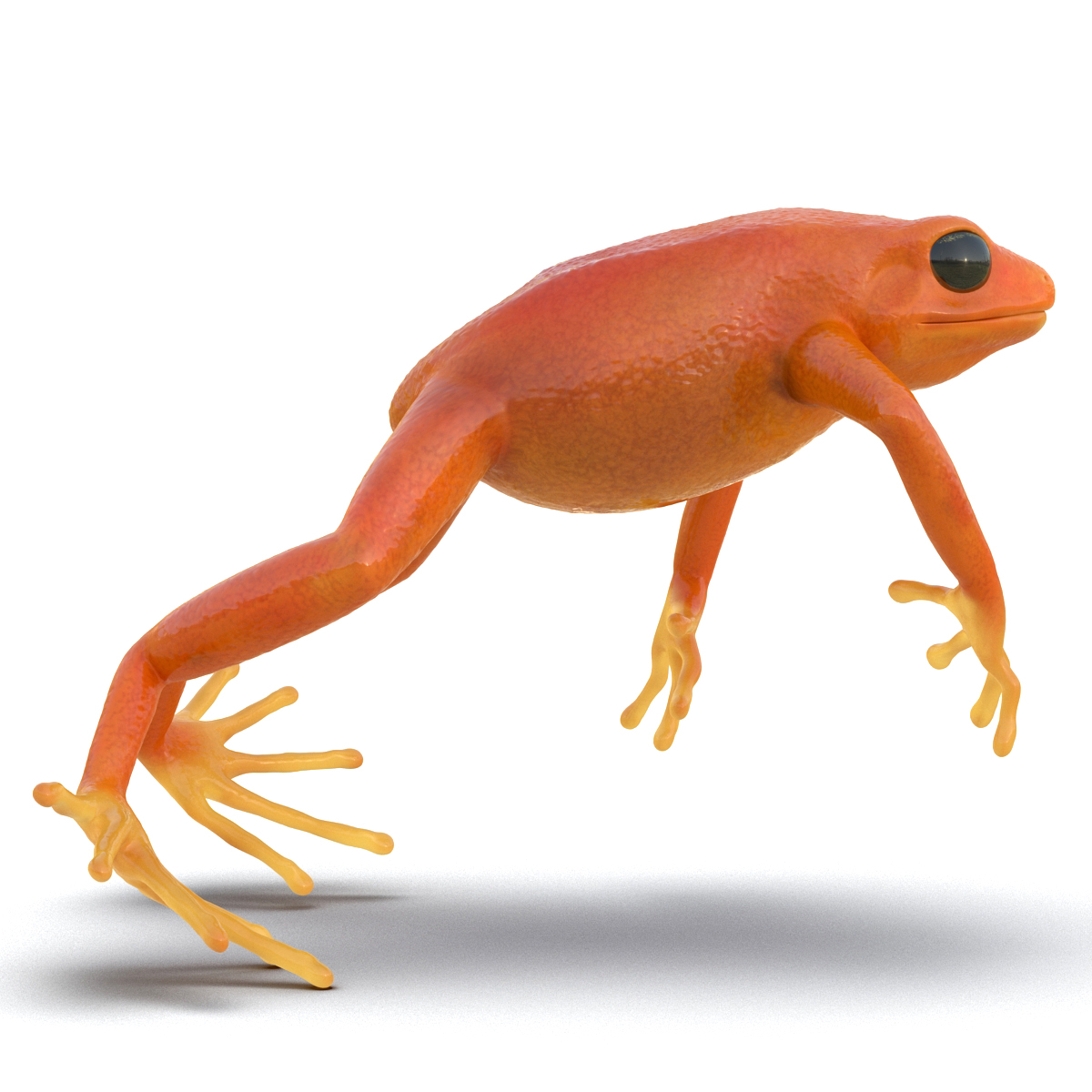 3D model Mantella Frog Pose 4