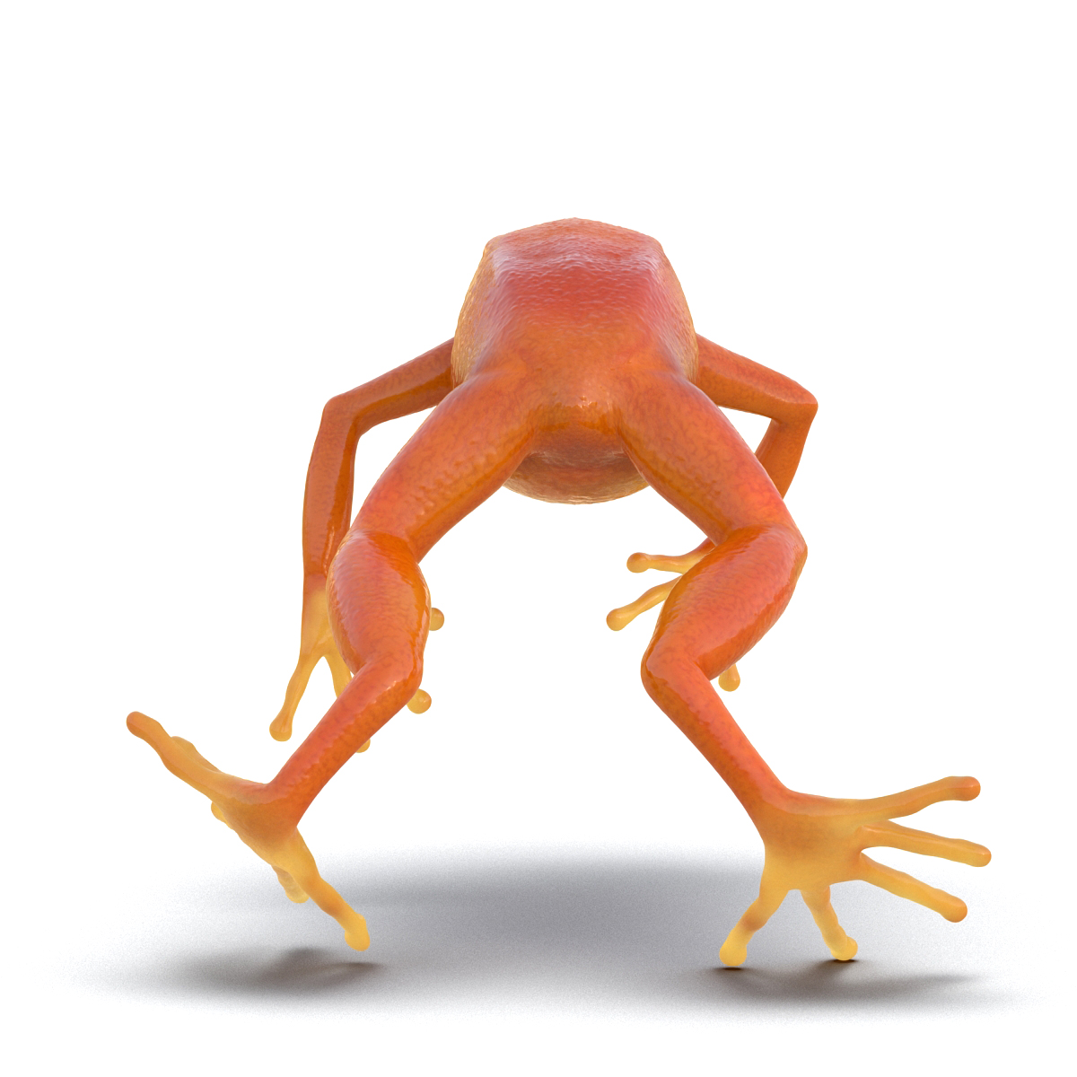 3D model Mantella Frog Pose 4