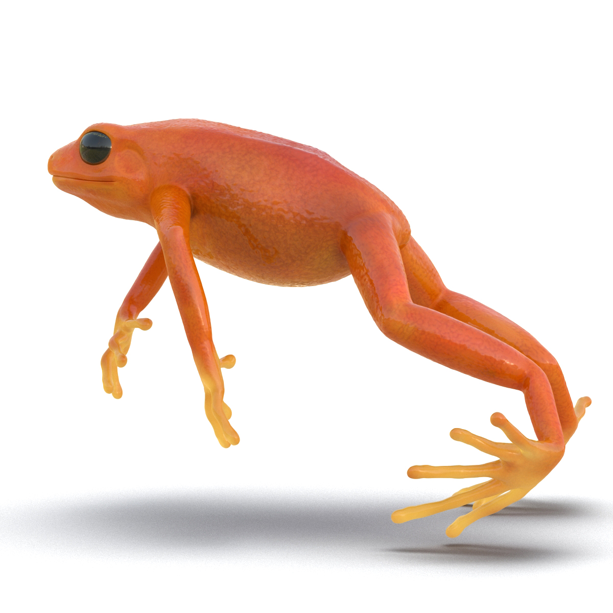 3D model Mantella Frog Pose 4